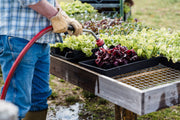 Vegetable Gardening in Your Backyard: What You Need to Know to Grow Well