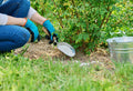 Water-Soluble vs. Granular Fertilizer: Which One Fits Your Garden