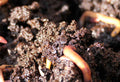 Worm Castings vs Compost Which One Does Your Garden Need