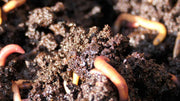 Worm Castings vs Compost Which One Does Your Garden Need