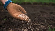 Concentrated vs. Diluted Fertilizer: Which One Should You Use?