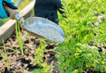 Container vs Ground Fertilizer: What Changes and Why
