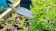 Container vs Ground Fertilizer: What Changes and Why