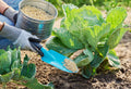 Indoor vs Outdoor Fertilizer: How Your Plant's Setting Changes Feeding