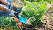 Indoor vs Outdoor Fertilizer: How Your Plant's Setting Changes Feeding