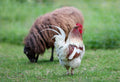 Sheep Manure vs Chicken Manure: Full Comparison