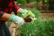 Chicken Manure Fertilizer: What It Is, Why It Works, and How to Use It Right