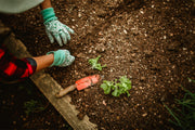 Chicken Manure Fertilizer: Everything You Need to Know to Grow Better