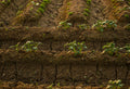 Soil Analysis