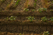 Soil Analysis